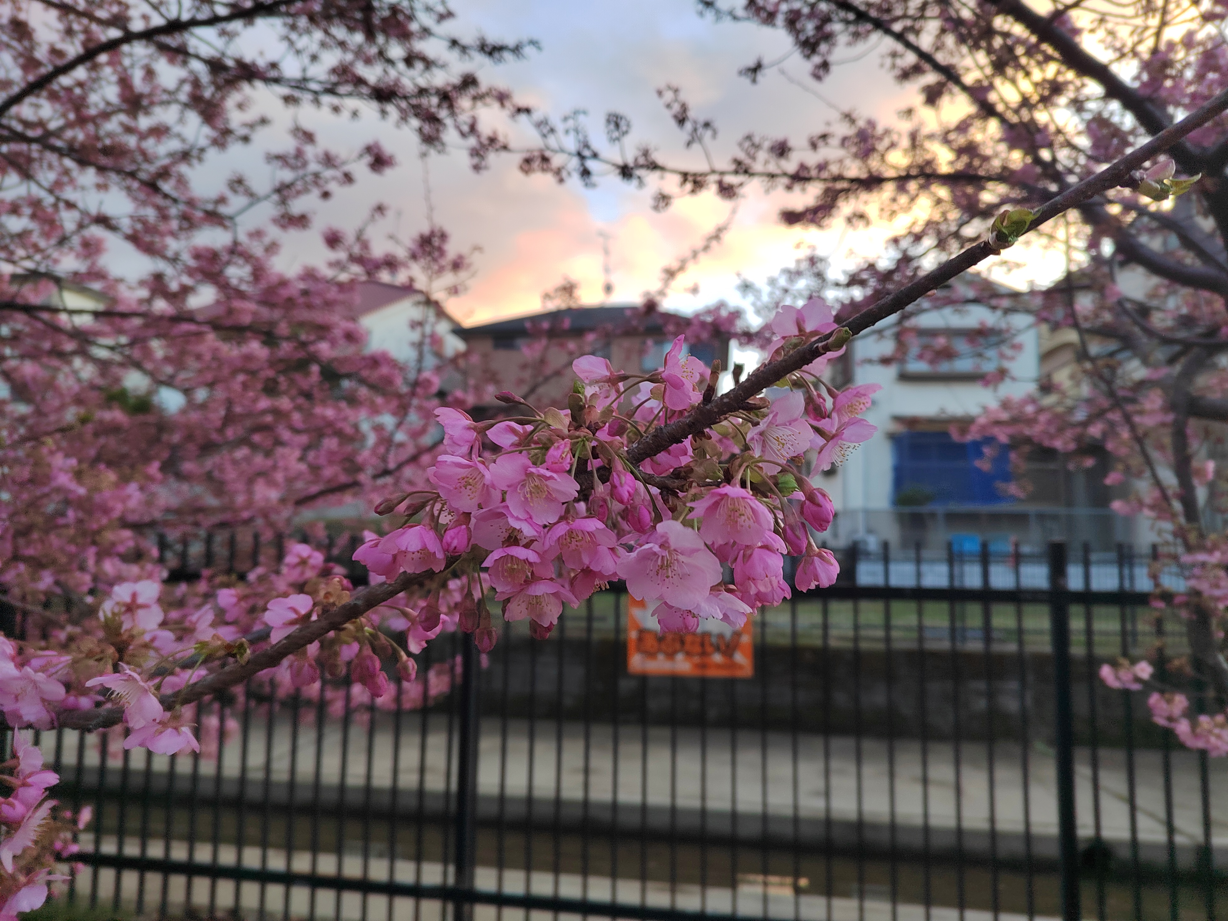 Kyoto Kawazu Cherry Blossoms